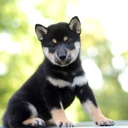 Shion Black and Tan Girl - Black and tan female Shiba Inu puppy in Neosho, Missouri from Sunny Terrace Shibas
