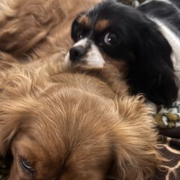 Cavalier King Charles Spaniels from Blue Ridge Cavaliers