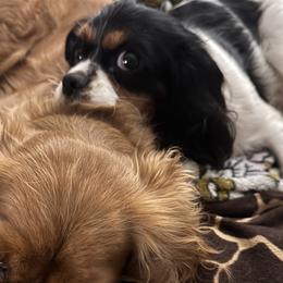 Cavalier King Charles Spaniels from Blue Ridge Cavaliers