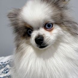 Cockapoo and Pomeranian All Grown Up from Luna Kennel