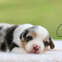 Cha Cha - Blue merle female Miniature Australian Shepherd puppy in Prague, Oklahoma from Clay Creek Aussies