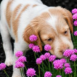 Kai - Orange roan male Brittany puppy in Hollidaysburg, Pennsylvania from Royal Flush Farms