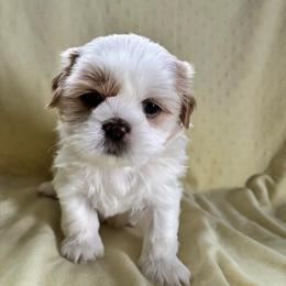 Calypso - Liver and white male Shih Tzu puppy in Kettering, Ohio from The Ruff Life Tribe