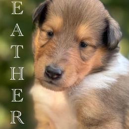 Collie Puppies from Thunderstruck Collies