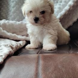 Little Buck - Tan male Morkie puppy in Pine Grove, Pennsylvania from Cathy Burns