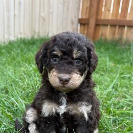 Tennessee - Red tri-color female Aussiedoodle puppy in Heber City, Utah from Junipersdoodles