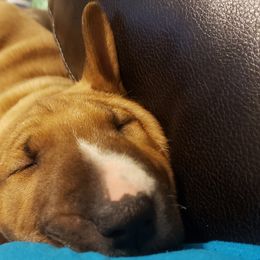 Bull Terrier Puppies from Virtue Bull Terriers