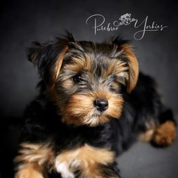 Yorkshire Terriers from Purebred Yorkies