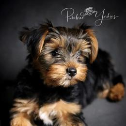 Yorkshire Terriers from Purebred Yorkies