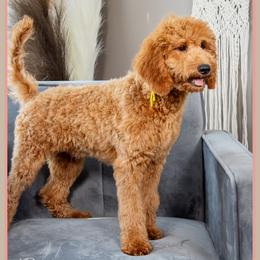 Paige - Red  female Goldendoodle puppy in Connersville, Indiana from Deaz Doodle Ranch