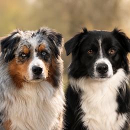 Australian Shepherd puppies from BFF Aussies