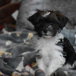 Havanese Puppies from Hoku Havanese