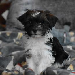 Havanese Puppies from Hoku Havanese