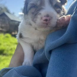 Charger - Red merle male Border Collie puppy in Richfield, Ohio from Stone Garden Border Collies