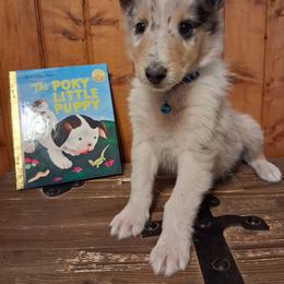 Stitch (Boy 4) - Blue merle white and tan male Collie puppy in Montpelier, Virginia from Gun Barrel Collies