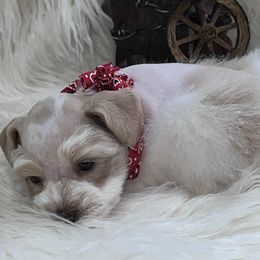 Girl 1 - Wheaten female Miniature Schnauzer puppy in Silsbee, Texas from My Little Schnauzer Pals