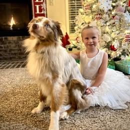 Miniature Australian Shepherd All Grown Up from Chiron Mini Aussies