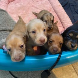 Dachshund Puppies from Hetu's Dachshunds