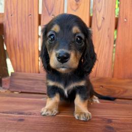 Black and Tan Girl - Black and tan female Dachshund puppy in Santa Rosa, California from Signature Mini Dachshunds