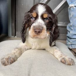 Blazer - English Springer Spaniel puppy in Billings, Montana from M&M Fuzzy Bottom Friends