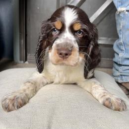 Blazer - English Springer Spaniel puppy in Billings, Montana from M&M Fuzzy Bottom Friends