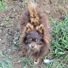 Cookie - Pomeranian