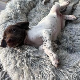 Girl 4 - White and liver female German Shorthaired Pointer puppy in Troy, North Carolina from Uwharrie GSP