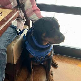 Border Collie and Rottweiler Puppies from K&R RANCH KENNELS