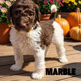 Marble - Parti female Goldendoodle puppy in Ellenburg Center, New York from Kristin's Puppies