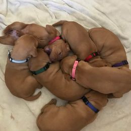 Vizsla Puppies from Maplewood Vizslas