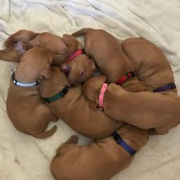 Vizsla Puppies from Maplewood Vizslas
