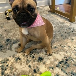 French Bulldog All Grown Up from Love A Bull Frenchies