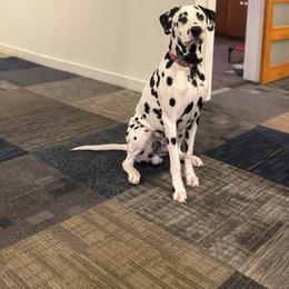 Dalmatian All Grown Up from Rosais Acres LLC