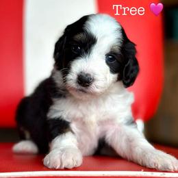 Christmas Tree - Black tri-color female Aussiedoodle puppy in Lancaster, Minnesota from Finney Ranch