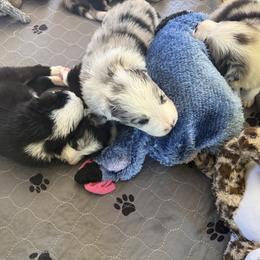 Border Collie Puppies from Janese's Border Collies