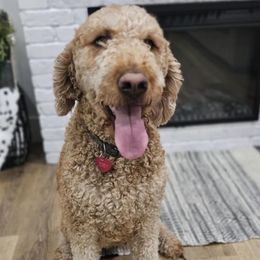 Zoey - Goldendoodle
