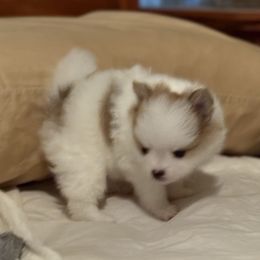 Pepper - Chocolate parti male Pomeranian puppy in Palestine, Texas from Dressell Poms