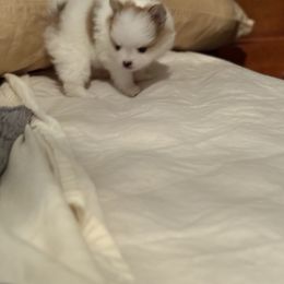 Pepper - Chocolate parti male Pomeranian puppy in Palestine, Texas from Dressell Poms