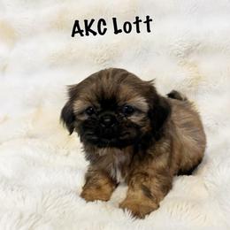 AKC Lott - Sable male Shih Tzu puppy in Greenville, South Carolina from Babyface Shih Tzu