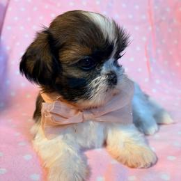 Katie - Tricolor female Shih Tzu puppy in Hemet, California from Aloha Shih Tzu
