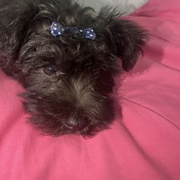 Miniature Schnauzer Puppies from Black Star Farm