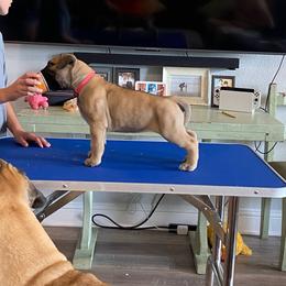 Hot pink girl - Fawn female Bullmastiff puppy in Lorena, Texas from Central Texas Bullmastiffs