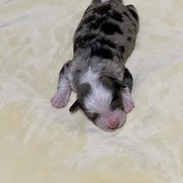 Milo - Blue merle male Aussiedoodle puppy in Charlestown, Indiana from Forever Aussies and A Doodle