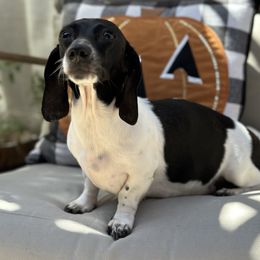 Berry - Dachshund