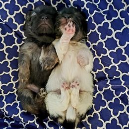 Tibetan Spaniel Puppies from Trillium Tibetan Spaniels