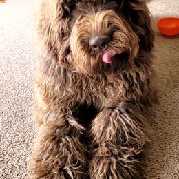 Assorted Doodle Crosses, Bernedoodles, and Labradoodles from Small town doodles & poodles