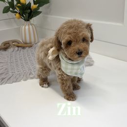 Zin - Apricot male Goldendoodle puppy in Buford, Georgia from Petite Posh Puppies