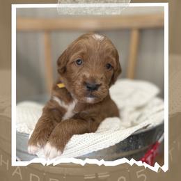 Theo - Red  male Goldendoodle puppy in Zeeland, Michigan from Dandelion Lane Doodles