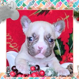 Girl 3 - Verity - Fawn and white female French Bulldog puppy in Elberton, Georgia from Ioney's Southern Paws Shelties, Frenchies, and Yorkies