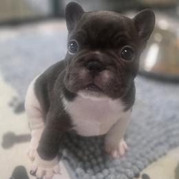 French Bulldog Puppies from Scherners Frenchie Frenz